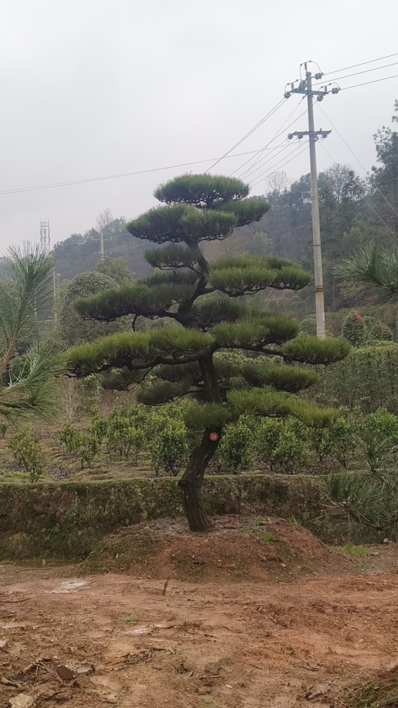 黑松迎客松国产进口黑松基地批发