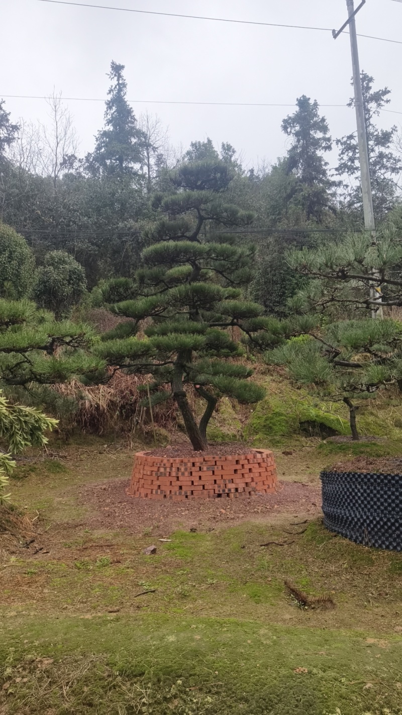 黑松迎客松国产进口黑松基地批发
