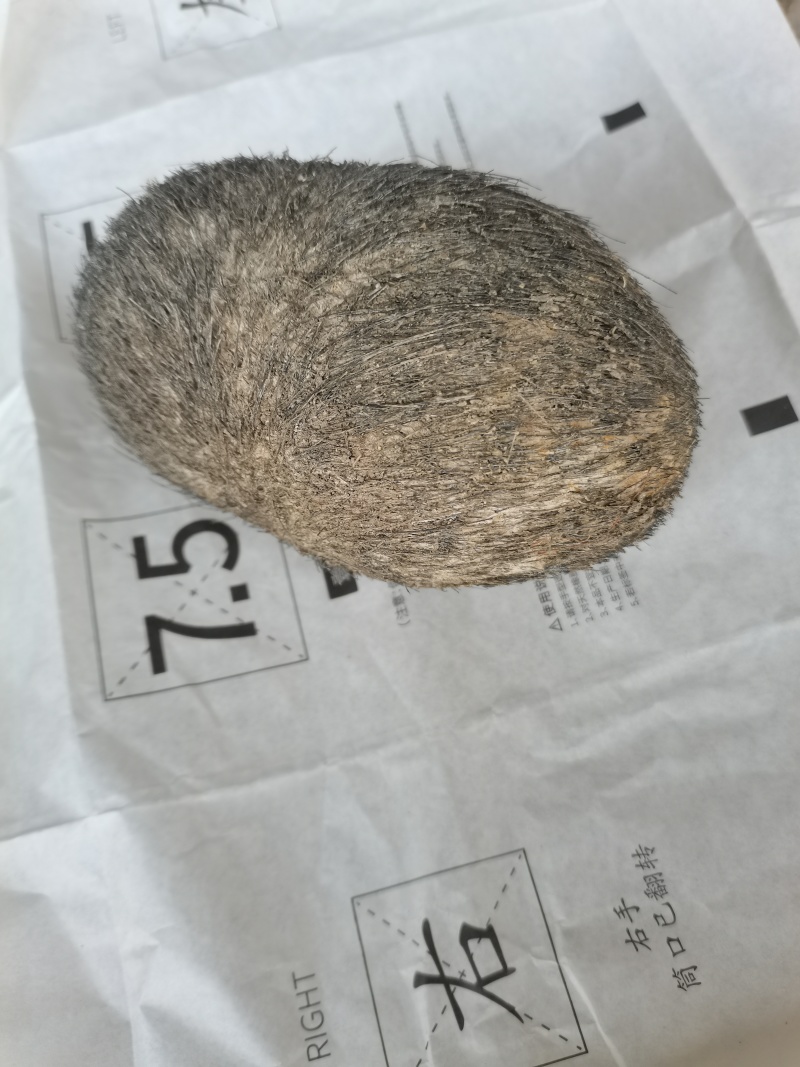 *************同步出手自己家猪宝砂，