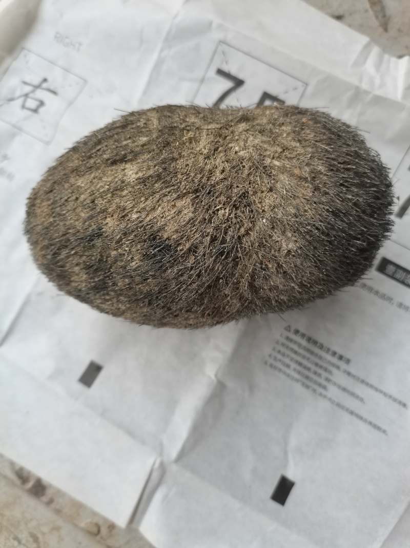 *************同步出手自己家猪宝砂，
