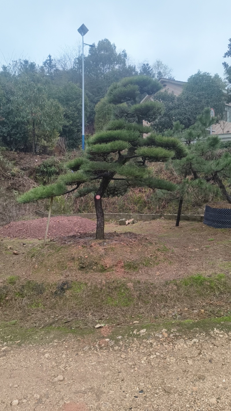 黑松迎客松国产进口黑松基地批发