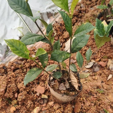 栀子花大叶小叶地苗杯苗球类大量批发