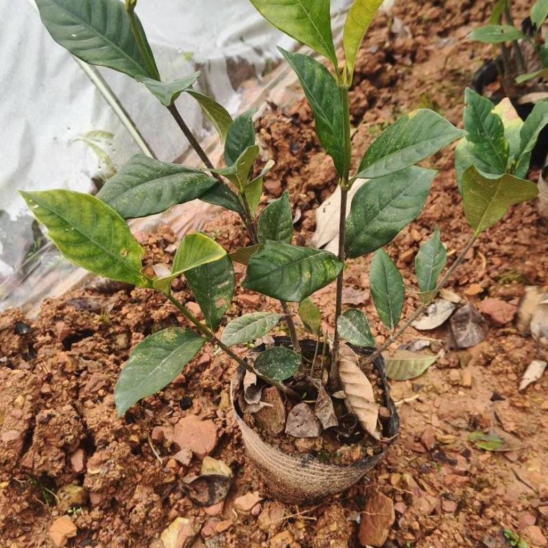 栀子花大叶小叶地苗杯苗球类大量批发