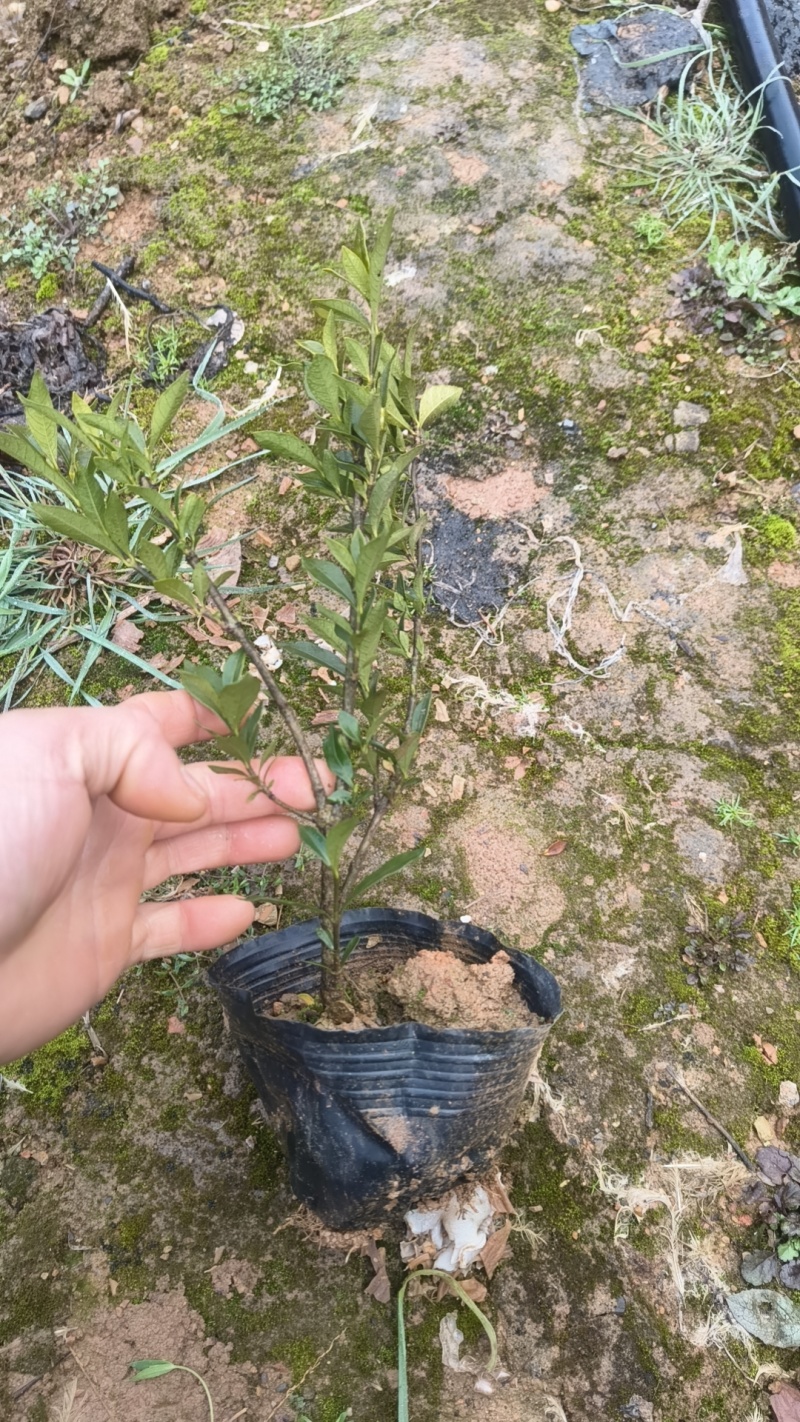 栀子花大叶小叶地苗杯苗球类大量批发