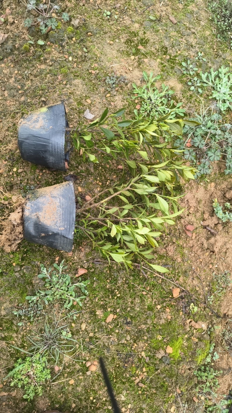 栀子花大叶小叶地苗杯苗球类大量批发