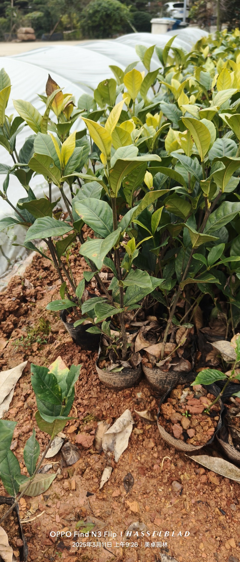 栀子花大叶小叶地苗杯苗球类大量批发