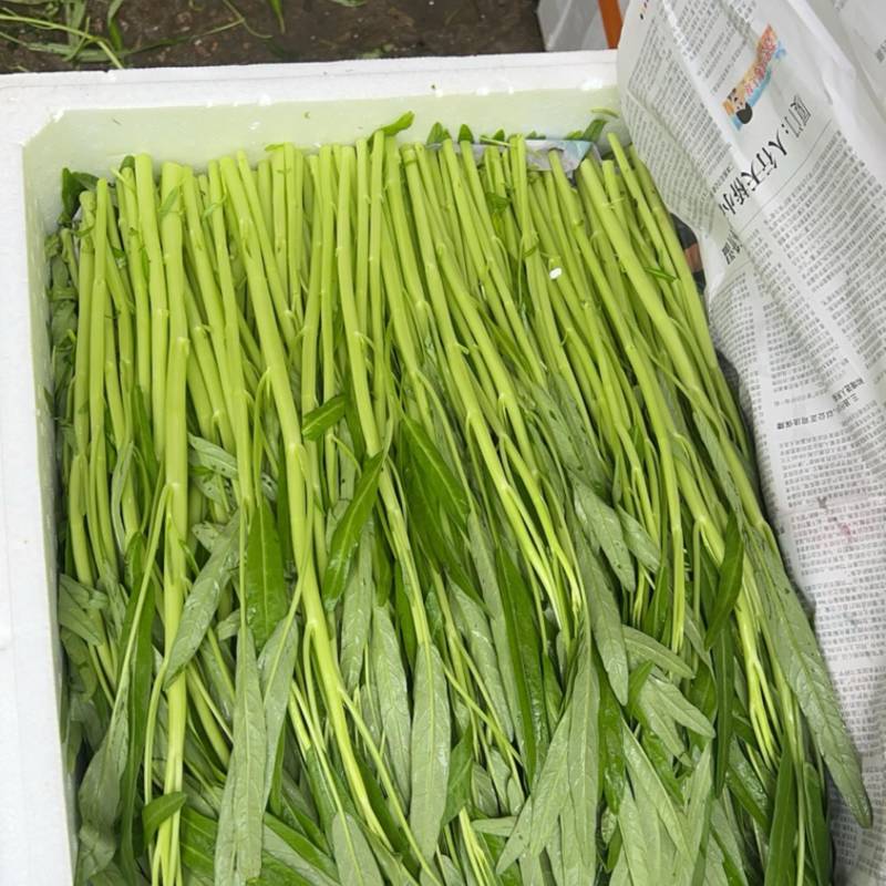 散装白杆空心菜