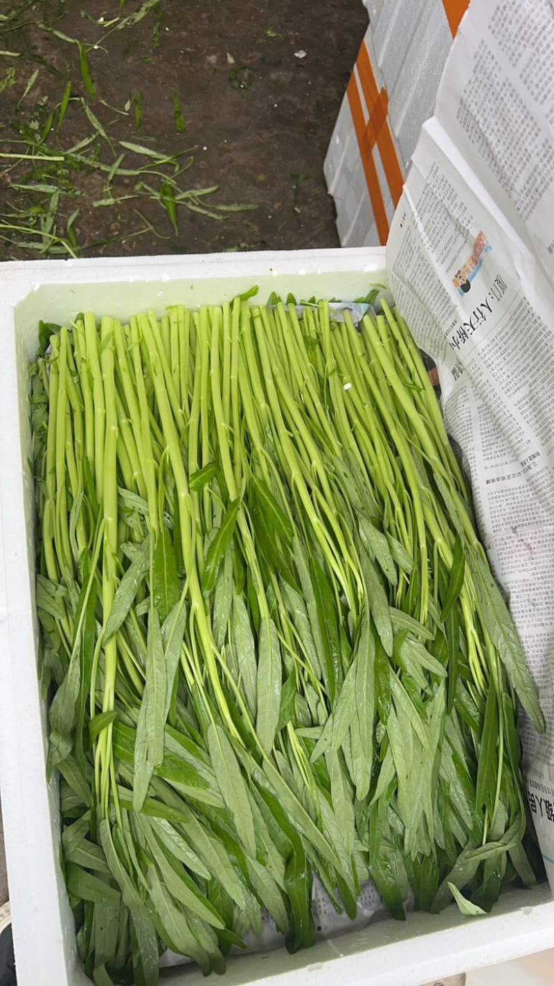 散装白杆空心菜