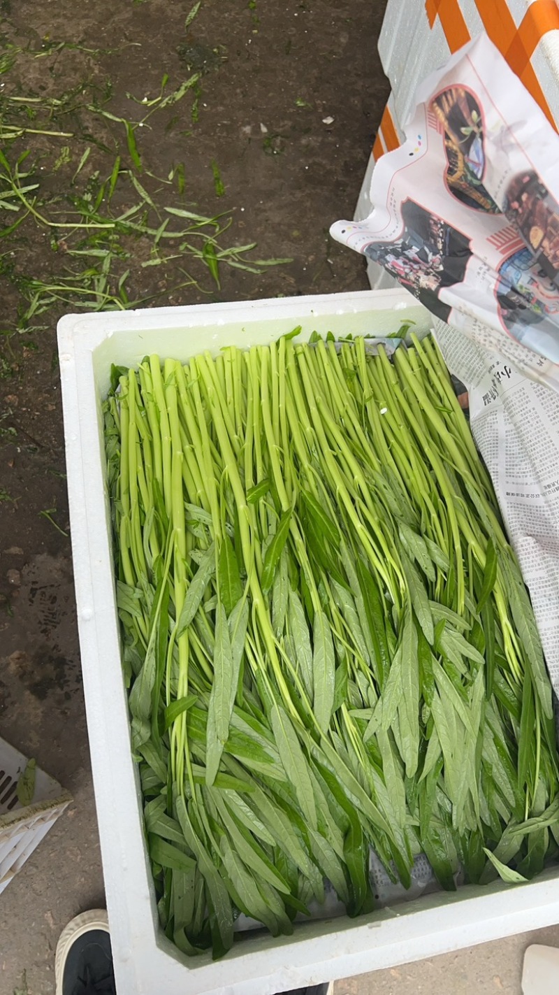 散装白杆空心菜