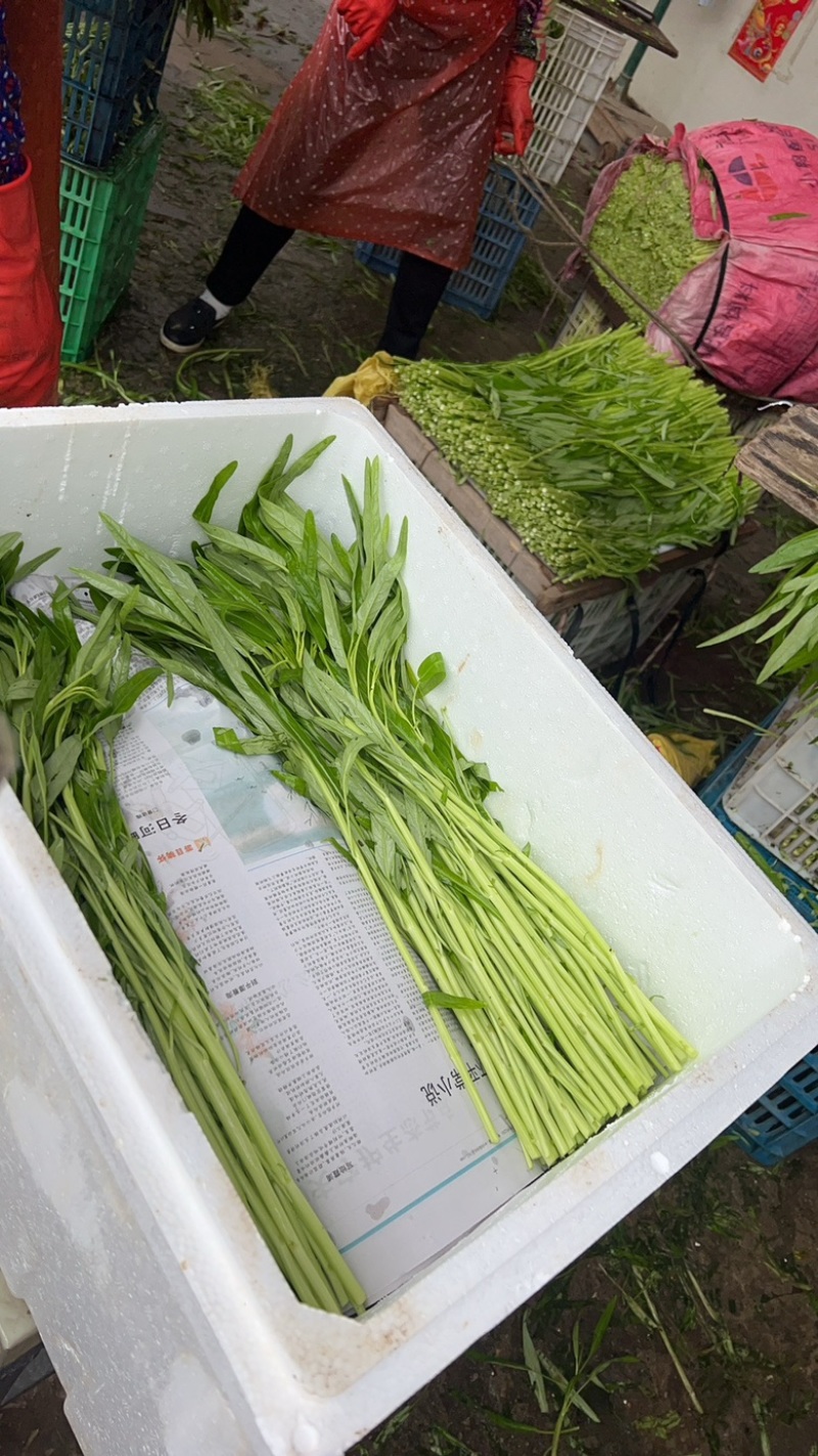 散装白杆空心菜