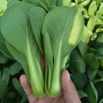 精品小油菜上海青全国发货质量保证一条龙服务