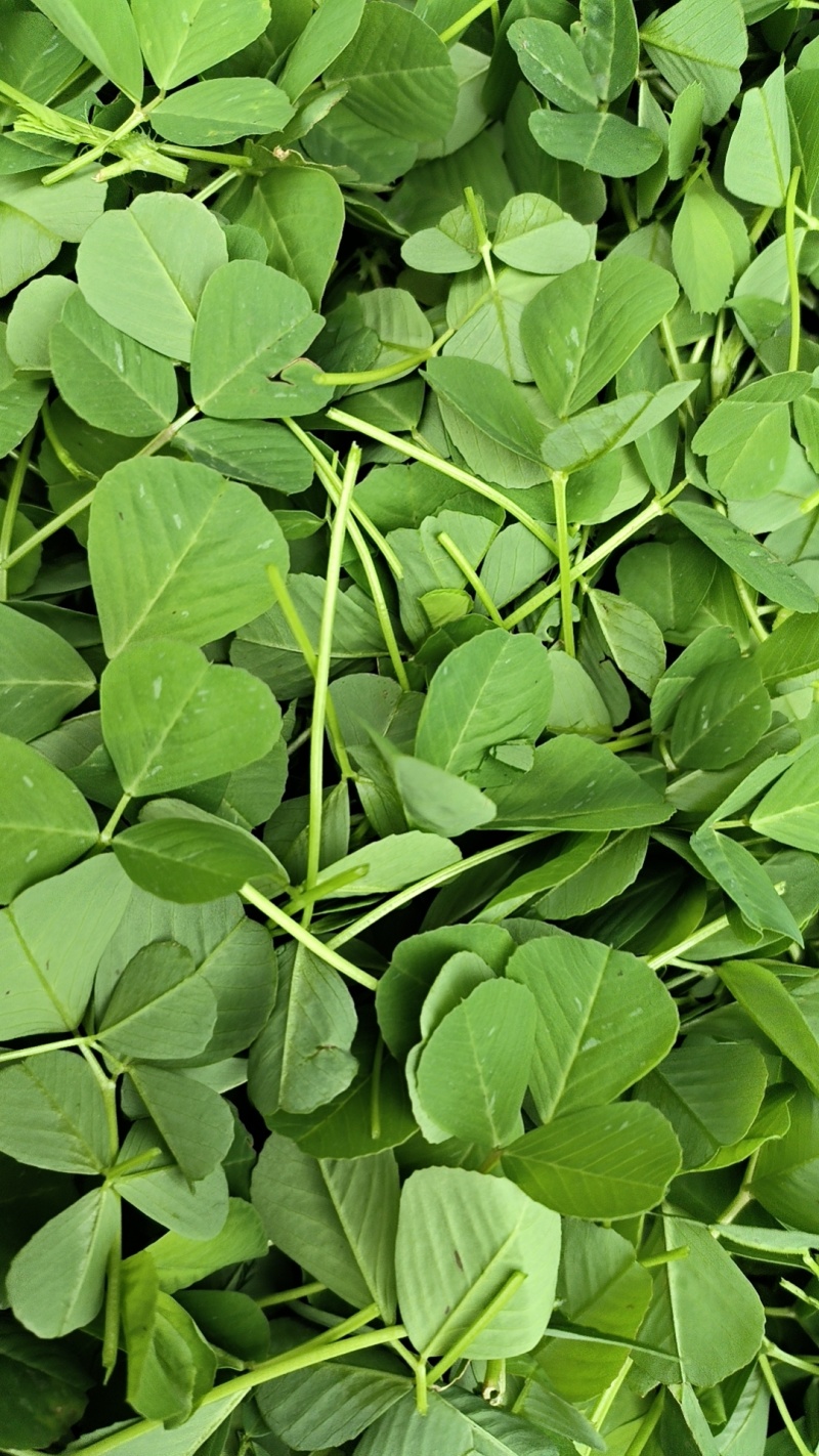 金花菜(别名:草头，秧草)