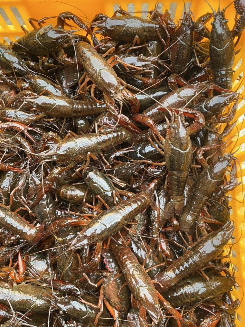 洪湖清水小龙虾456中青产地直销全国可发