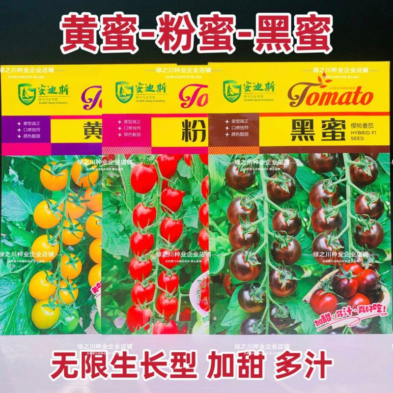 黄蜜粉蜜黑蜜小番茄种子无限生长型加甜多汁水果番茄种子