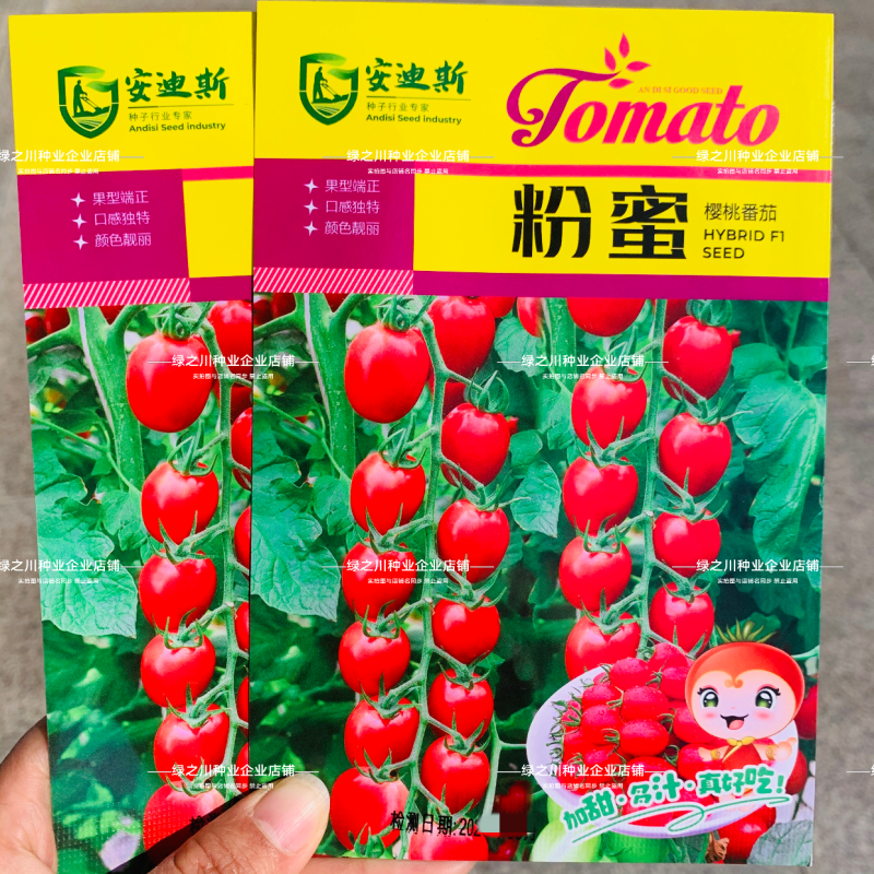 黄蜜粉蜜黑蜜小番茄种子无限生长型加甜多汁水果番茄种子