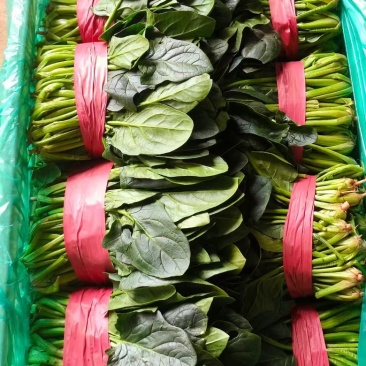 精品菠菜大量供货