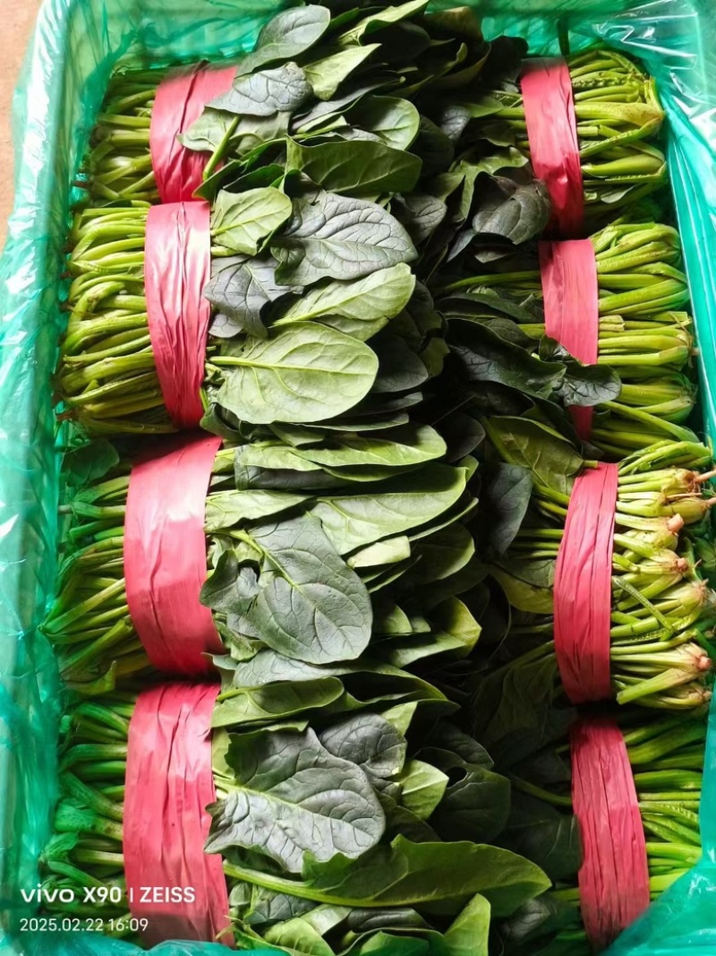 精品菠菜大量供货