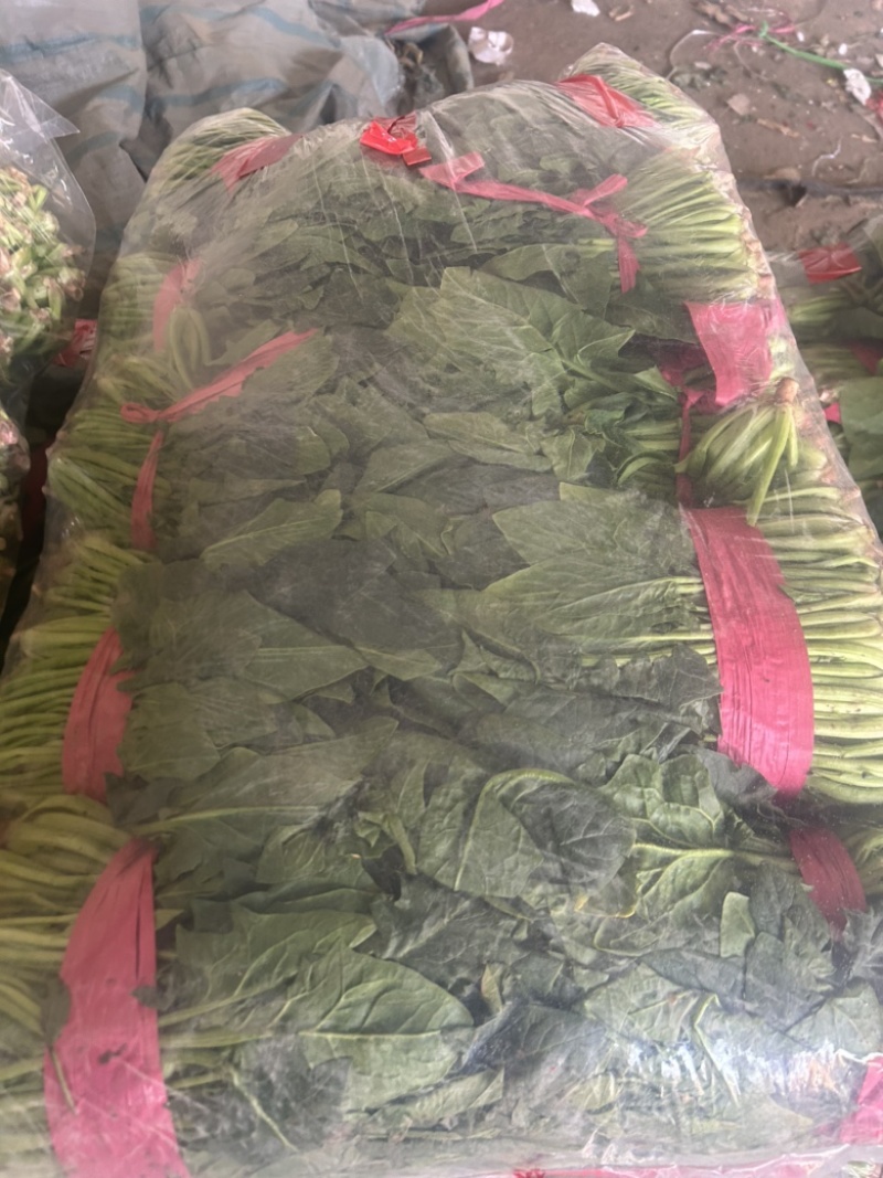 精品菠菜大量供货