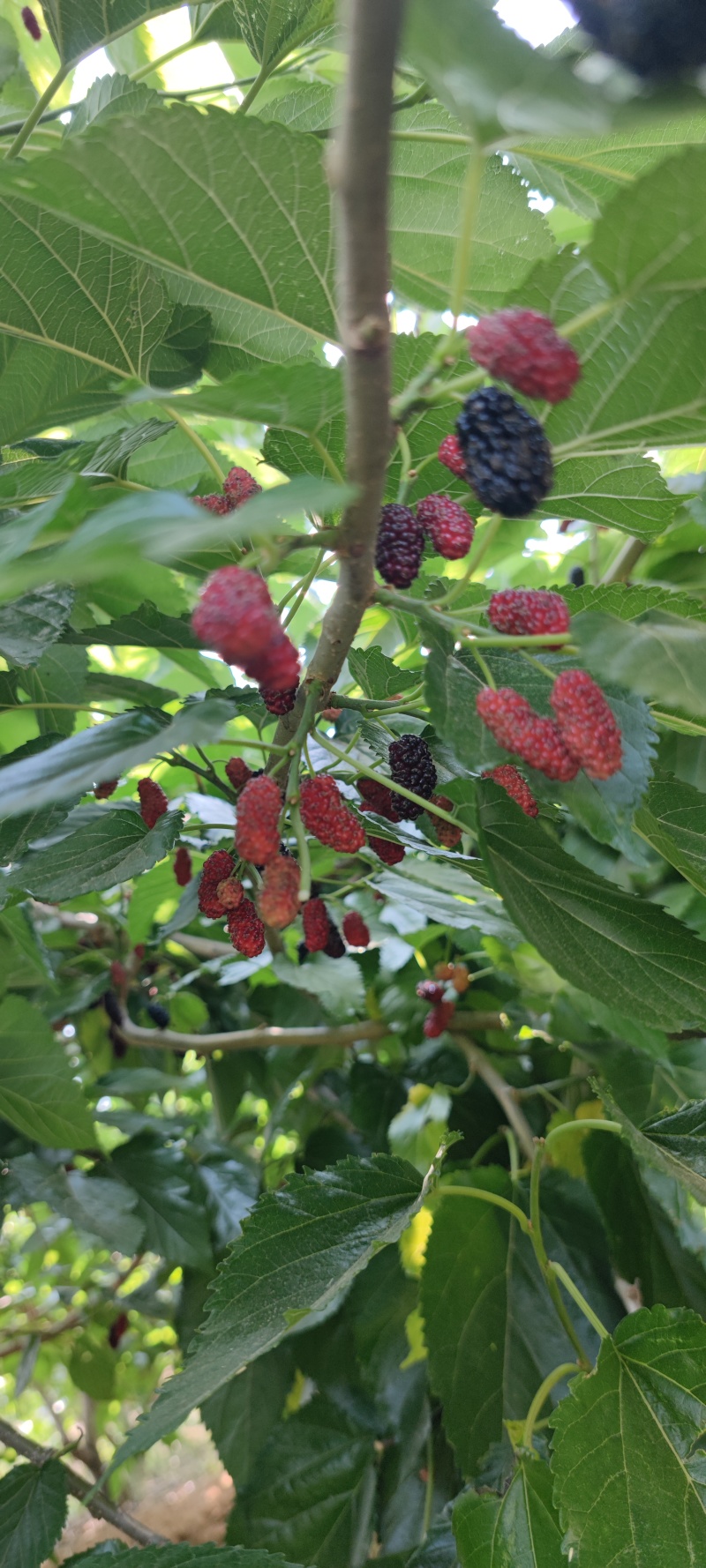 新鲜水果桑葚桑子黑桑椹桑葚汁泡酒泡茶应季水果