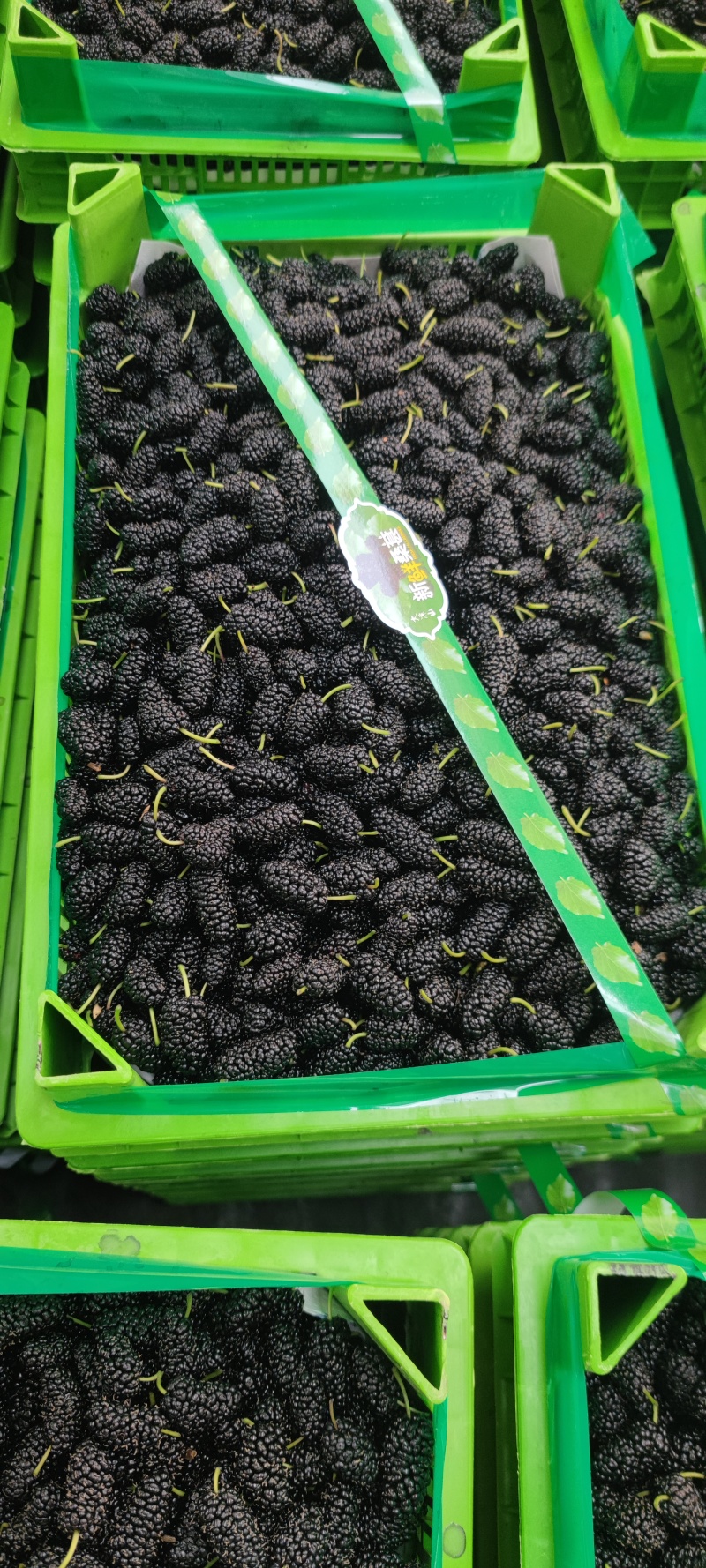 新鲜水果桑葚桑子黑桑椹桑葚汁泡酒泡茶应季水果