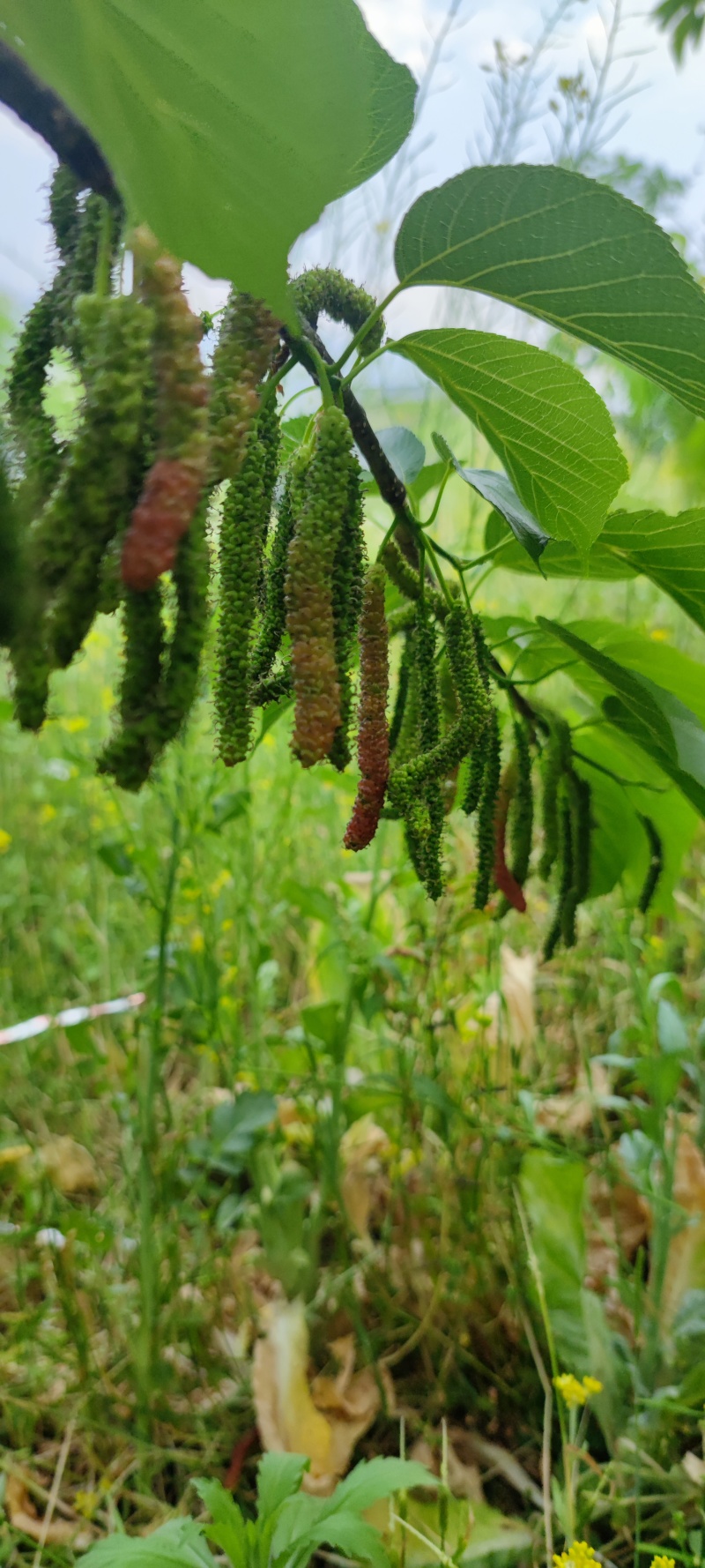 新鲜水果桑葚桑子黑桑椹桑葚汁泡酒泡茶应季水果