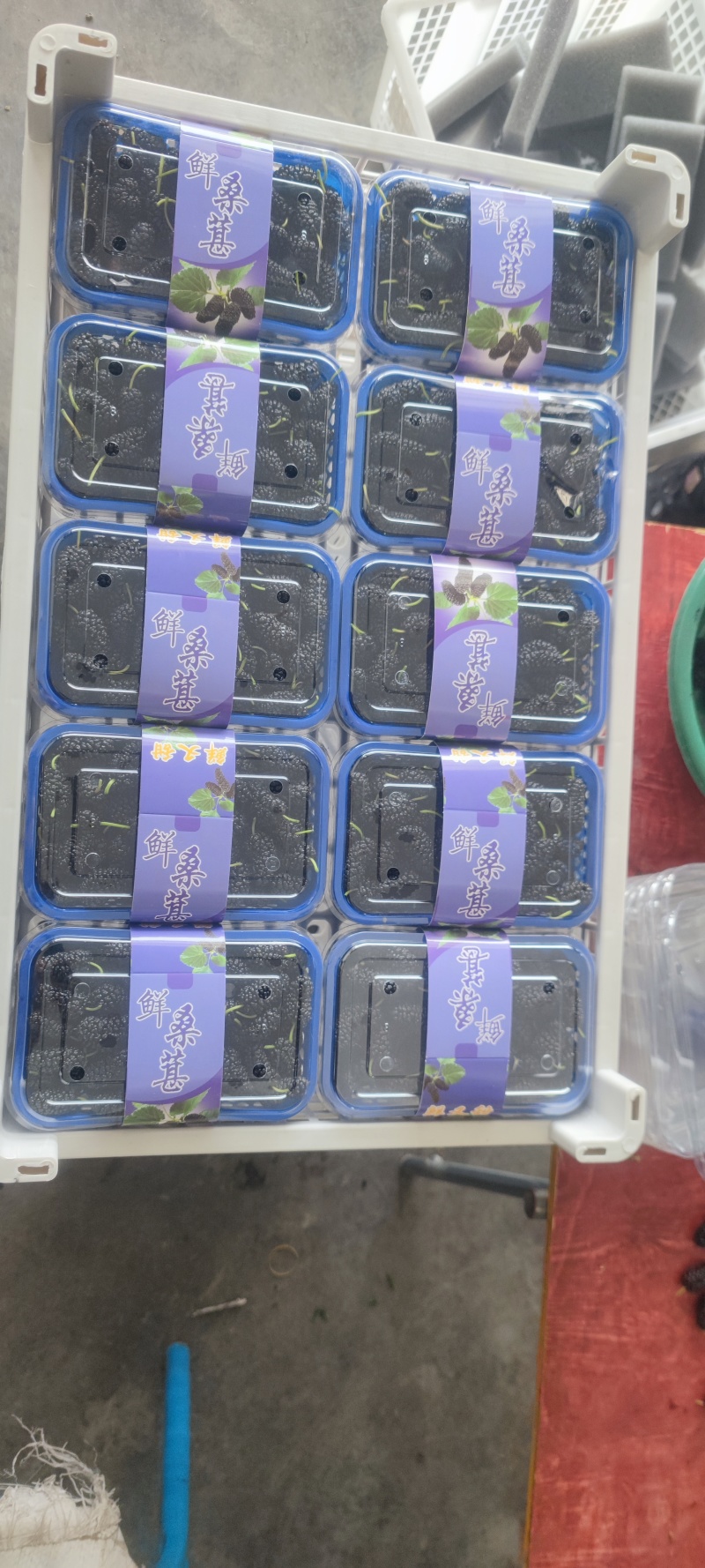 新鲜水果桑葚桑子黑桑椹桑葚汁泡酒泡茶应季水果