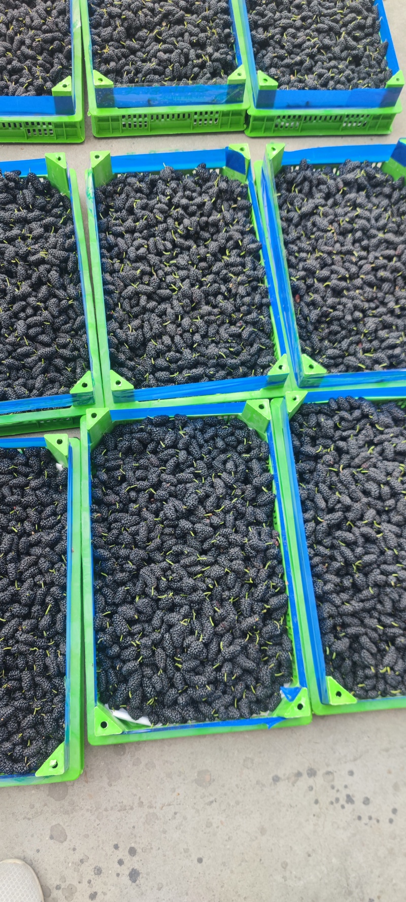 新鲜水果桑葚桑子黑桑椹桑葚汁泡酒泡茶应季水果