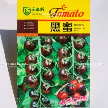 黑蜜樱桃番茄种子紫黑色小番茄种子养生水果番茄种子高秧型