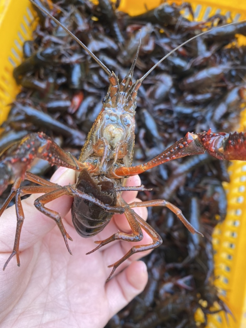 洪湖清水小龙虾6以上大青产地直销一手货源全国可发