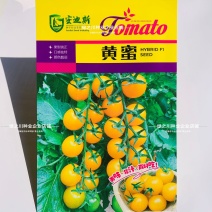 色泽靓丽黄蜜樱桃番茄种子黄色水果番茄种子口感好早熟硬度好