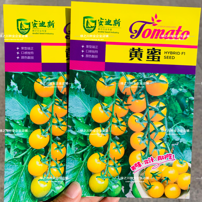 色泽靓丽黄蜜樱桃番茄种子黄色水果番茄种子口感好早熟硬度好
