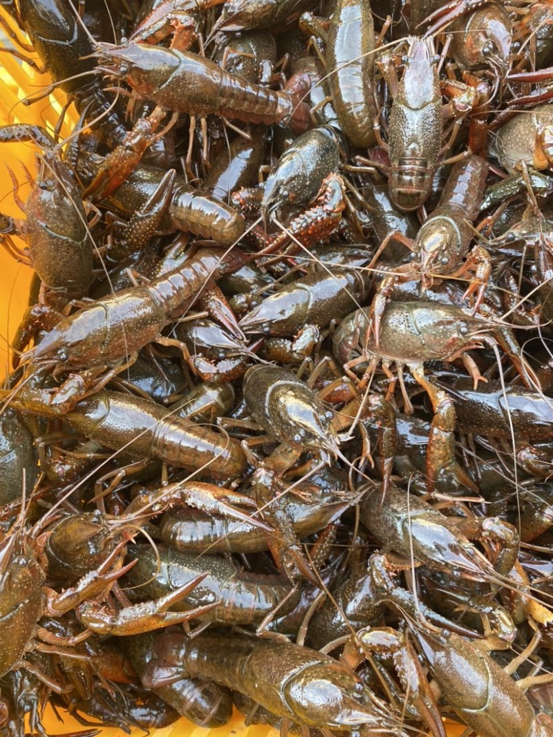 湖北洪湖清水小龙虾产地直销一手货源量大优全国可发