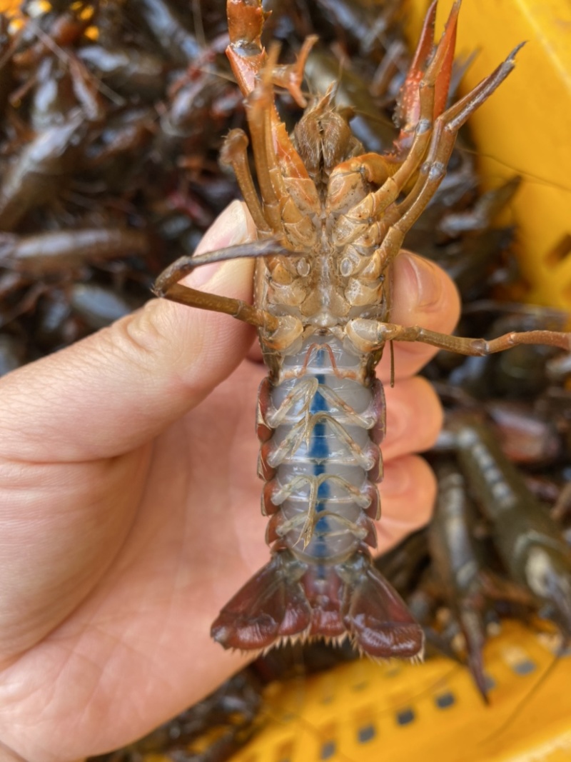 湖北洪湖清水小龙虾产地直销一手货源量大优全国可发