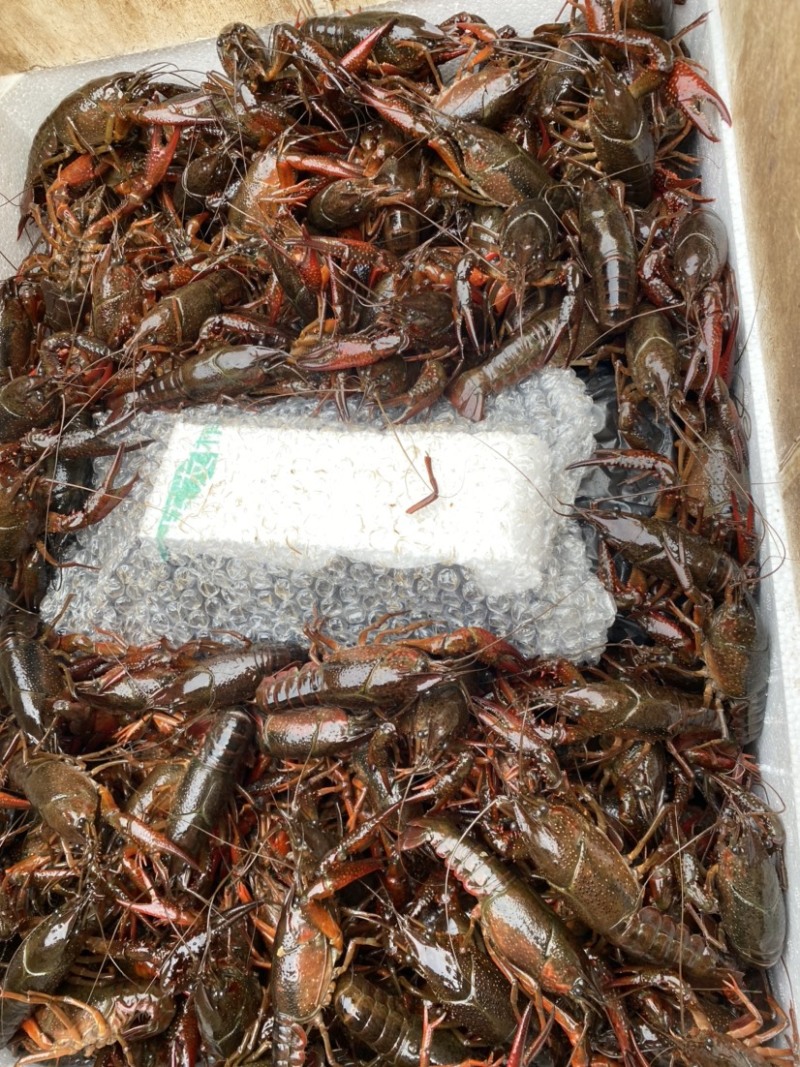 洪湖清水小龙虾456中青产地直销全国可发