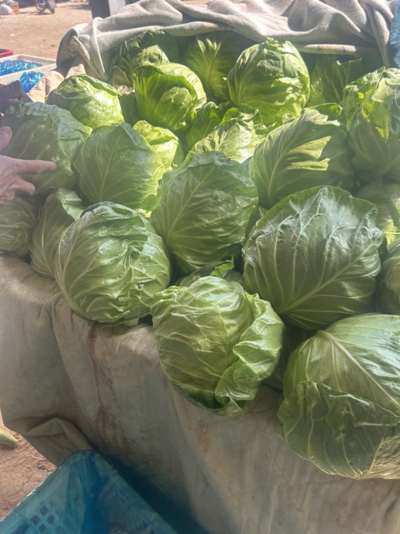 精品甘蓝大量供货，基地直发，电商供货。