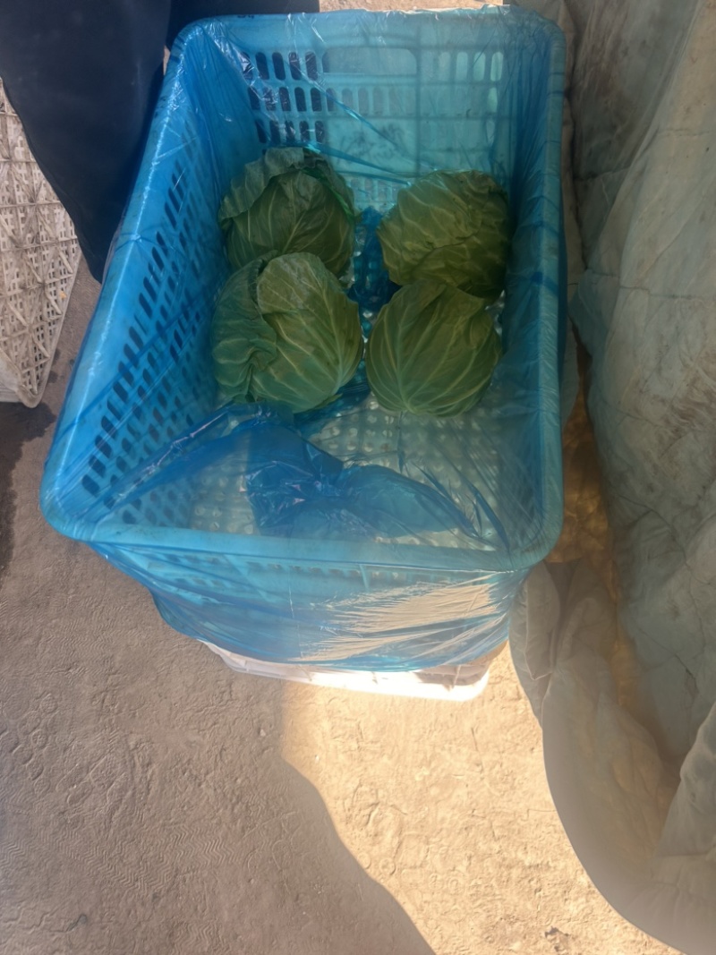 精品甘蓝大量供货，基地直发，电商供货。