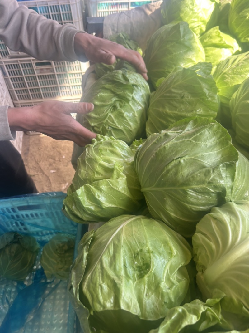 精品甘蓝大量供货，基地直发，电商供货。