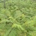 蓝花楹绿化苗木庭院绿植蓝花楹苗产地直发量大优惠