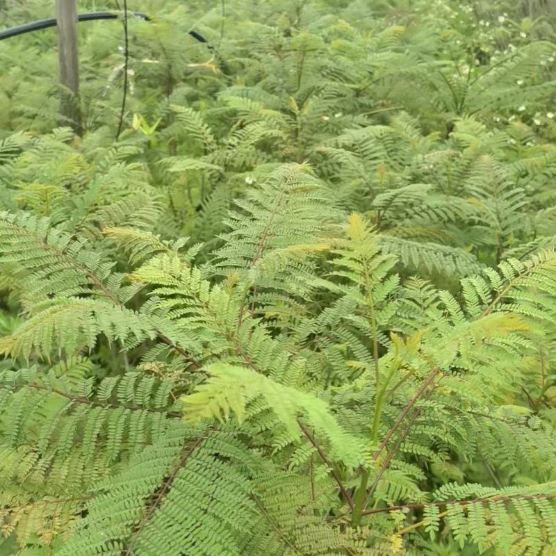 蓝花楹绿化苗木庭院绿植蓝花楹苗产地直发量大优惠