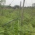 蓝花楹绿化苗木庭院绿植蓝花楹苗产地直发量大优惠