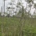 蓝花楹绿化苗木庭院绿植蓝花楹苗产地直发量大优惠
