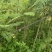 蓝花楹绿化苗木庭院绿植蓝花楹苗产地直发量大优惠