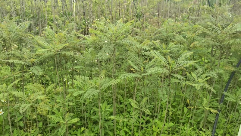 蓝花楹绿化苗木庭院绿植蓝花楹苗产地直发量大优惠