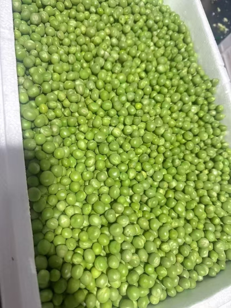 长寿仁，豌豆米，大量供应厂地直供
