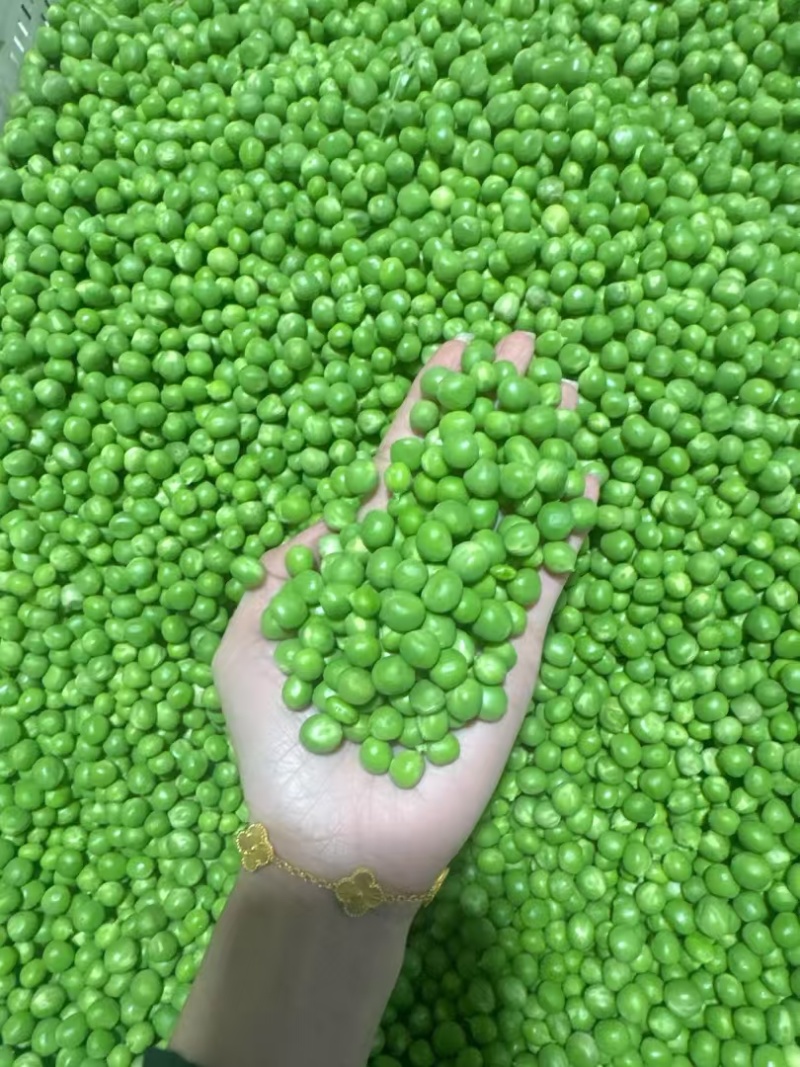 长寿仁，豌豆米，大量供应厂地直供
