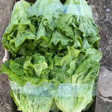 精品生菜意大利生菜大量供应可视频看货欢迎来电采购