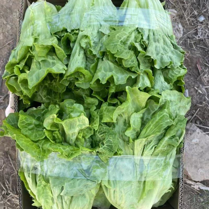 精品生菜意大利生菜大量供应可视频看货欢迎来电采购