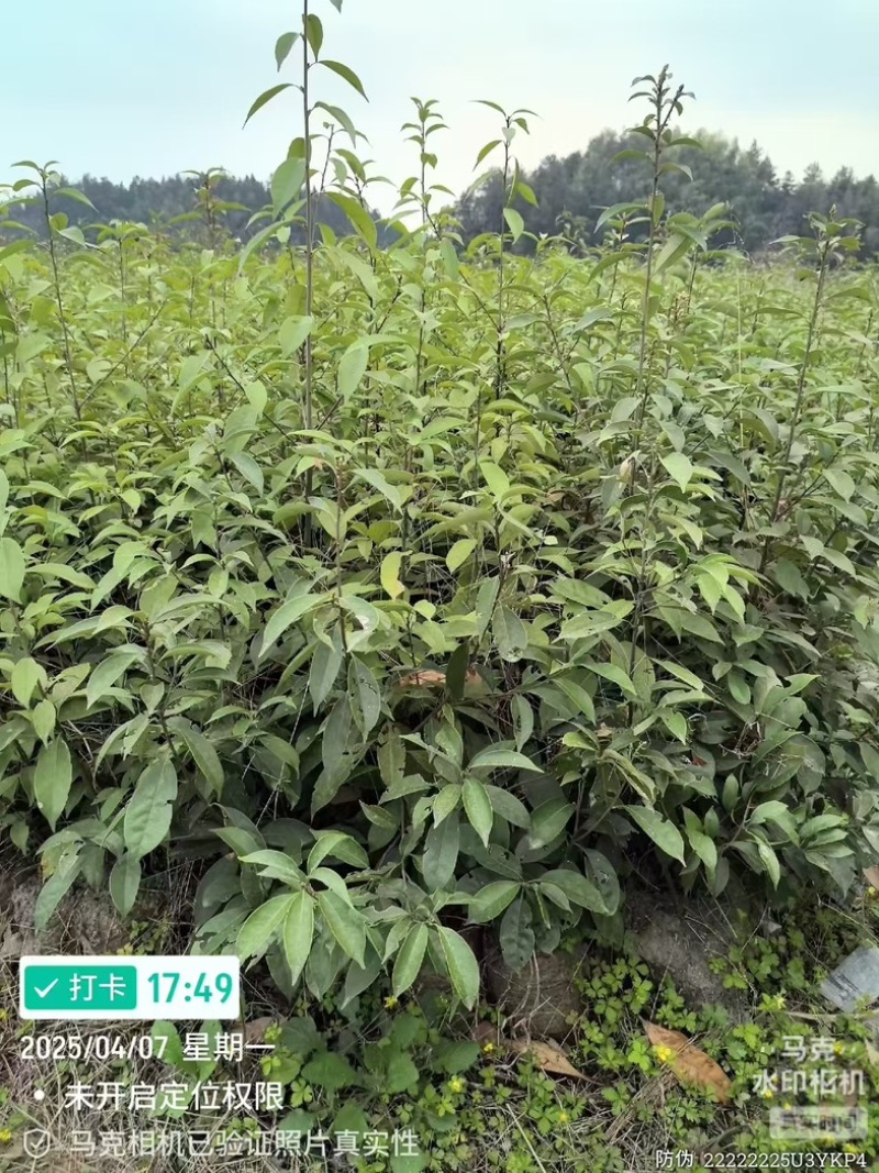 青冈栎地苗杯苗大量供应，无纺布袋一斤半左右杯
