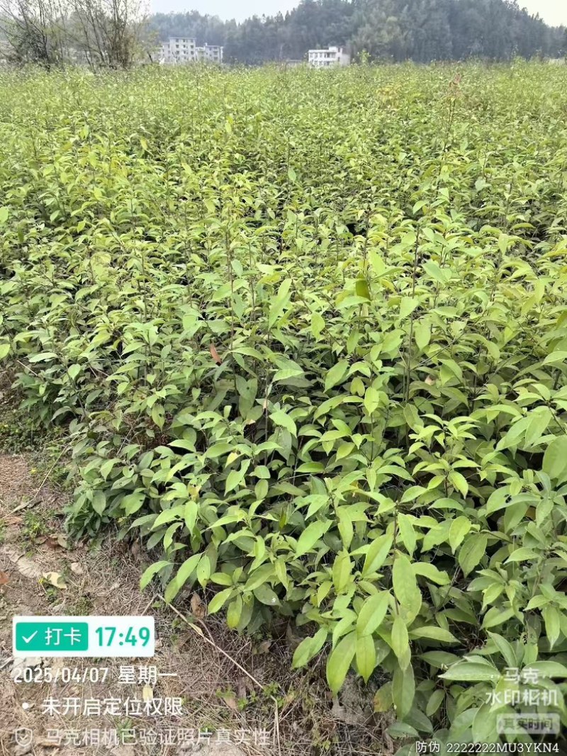 青冈栎地苗杯苗大量供应，无纺布袋一斤半左右杯