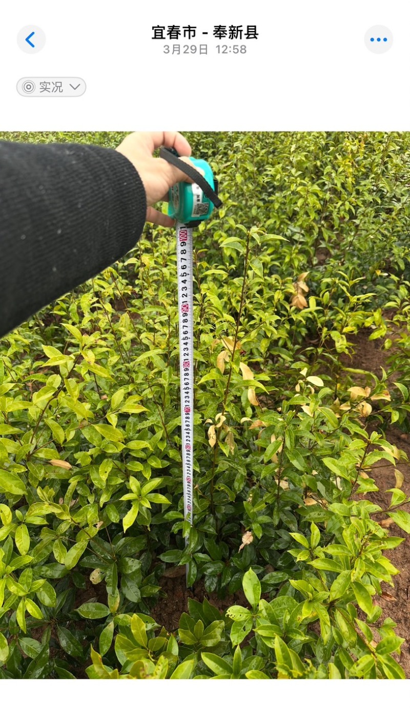 青冈栎地苗杯苗大量供应，无纺布袋一斤半左右杯